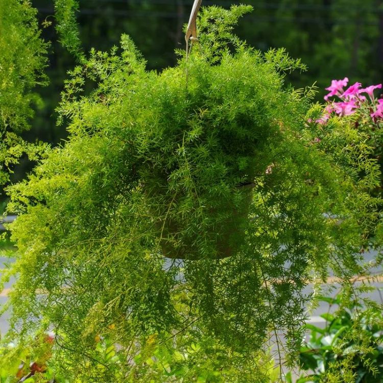 Seminte de flori Asparagus FuzzyFern Frizz