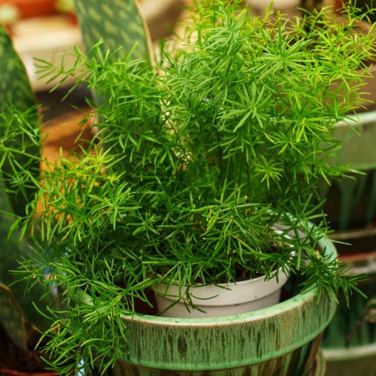 Seminte de flori Asparagus FuzzyFern Frizz