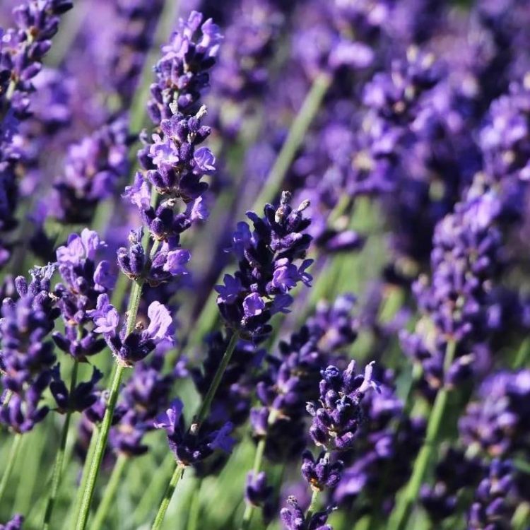 Seminte de flori Lavandula Angustifolia Hidcote Blue Strain