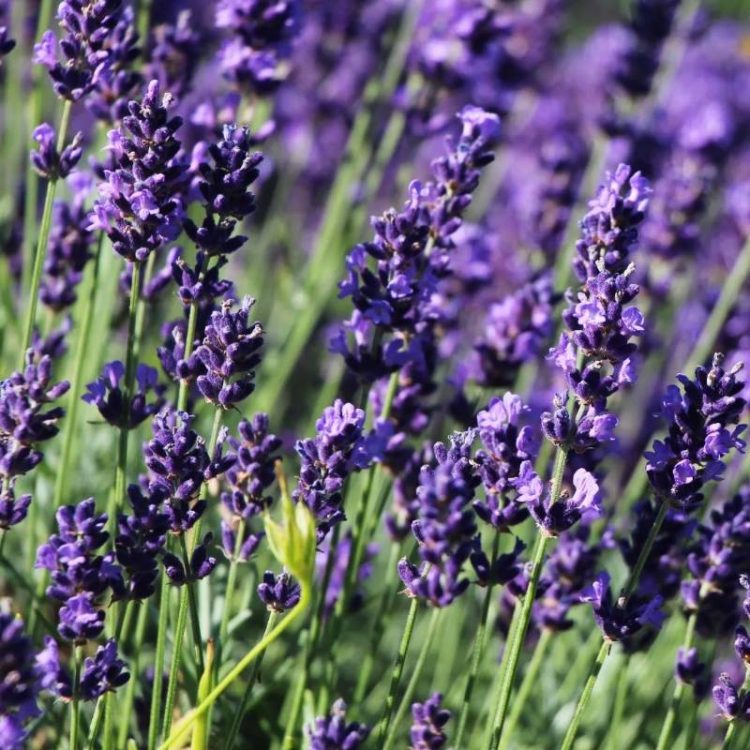 Seminte de flori Lavandula Angustifolia Hidcote Blue Strain