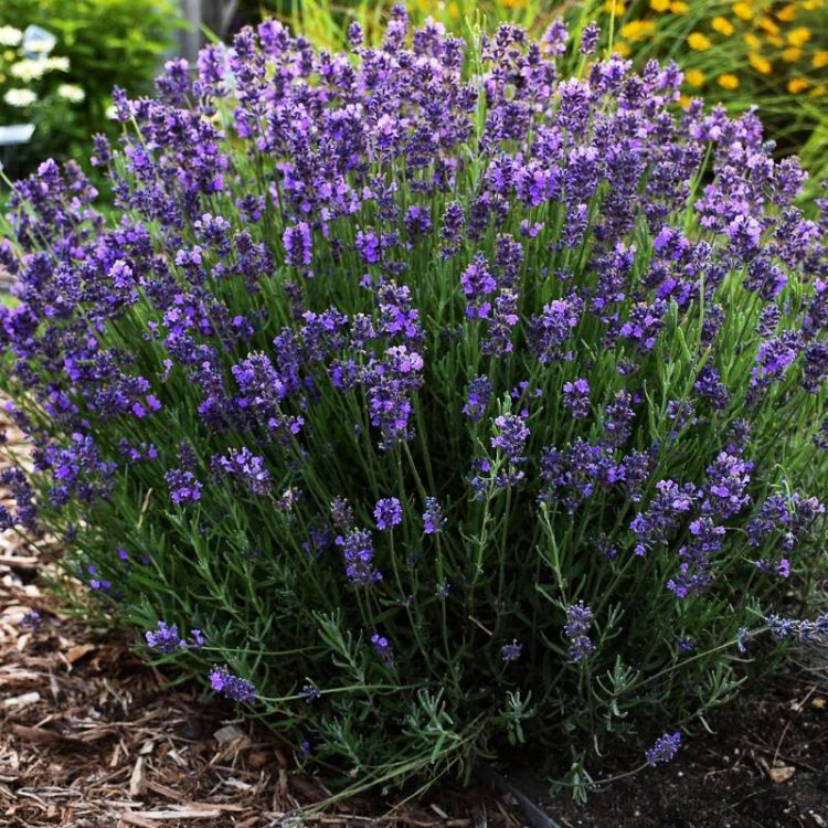 Seminte de flori Lavandula Angustifolia Hidcote Blue Strain