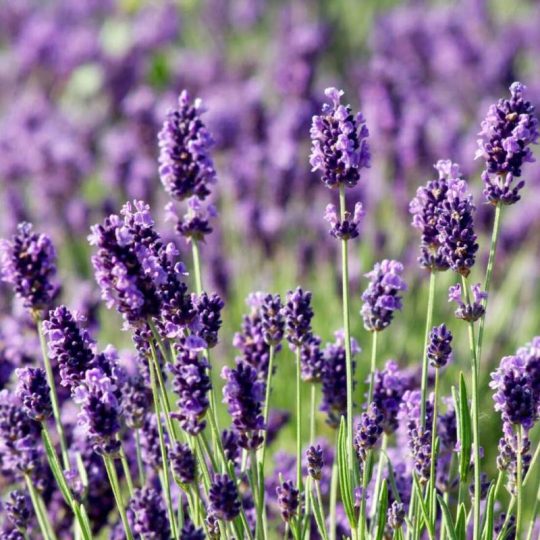 Seminte de flori Lavandula Angustifolia Munstead Strain