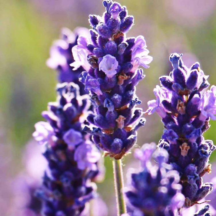 Seminte de flori Lavandula Angustifolia Munstead Strain