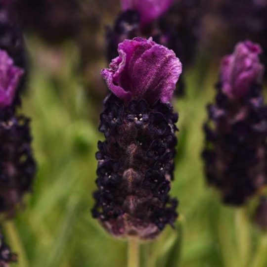 Seminte de flori Lavandula Stoechas Bandera Deep Purple