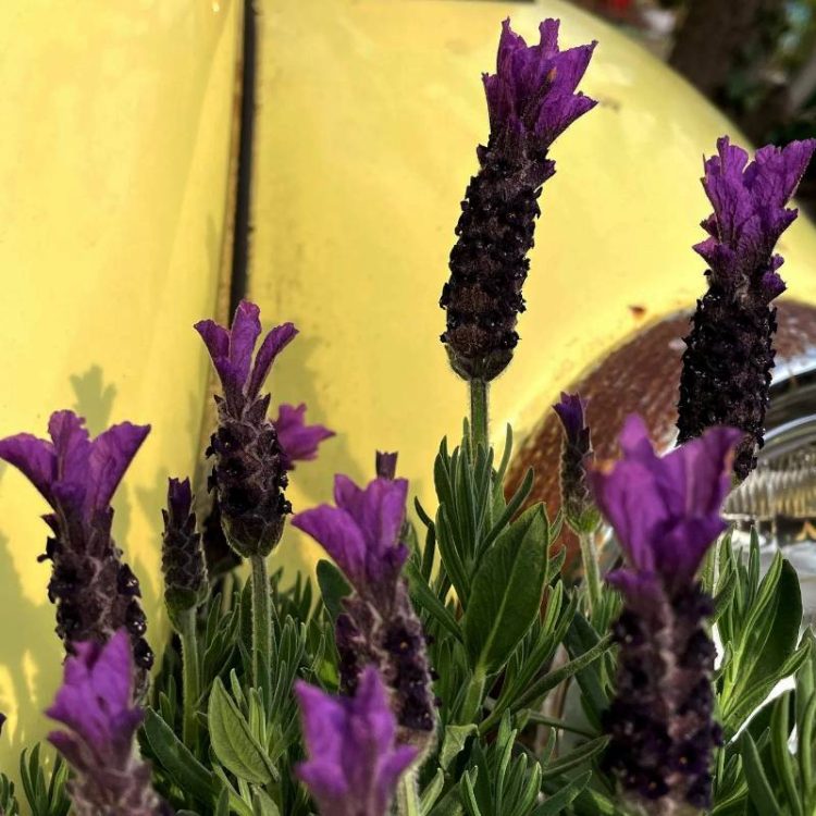 Seminte de flori Lavandula Stoechas Bandera Deep Purple