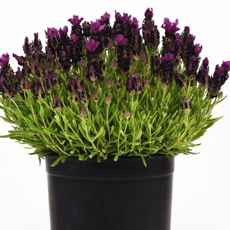 Seminte de flori Lavandula Stoechas Bandera Deep Purple