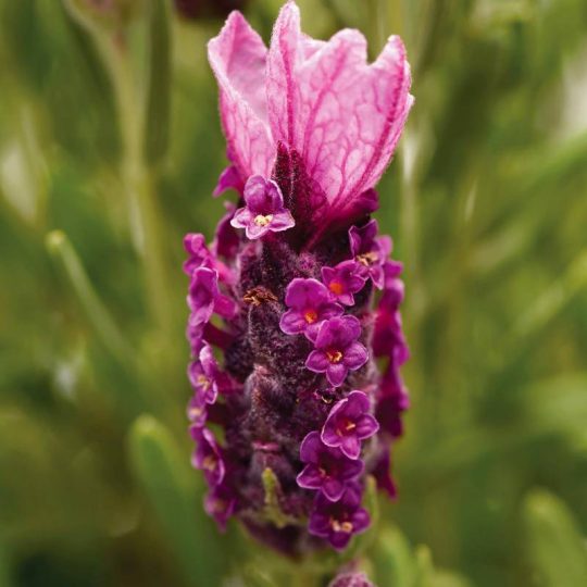 Seminte de flori Lavandula Stoechas Bandera Deep Rose