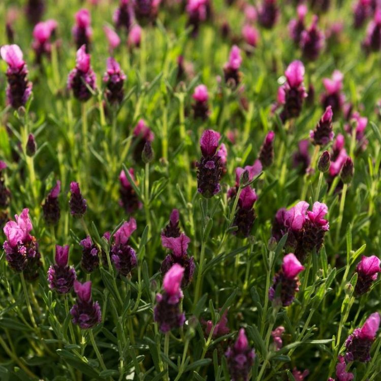 Seminte de flori Lavandula Stoechas Bandera Deep Rose