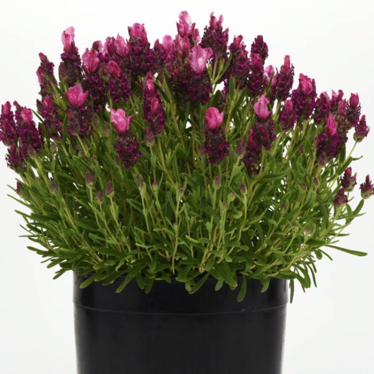 Seminte de flori Lavandula Stoechas Bandera Deep Rose