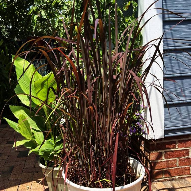 Seminte de flori Oryza Sativa Black Madras