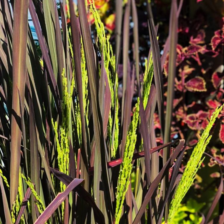 Seminte de flori Oryza Sativa Black Madras
