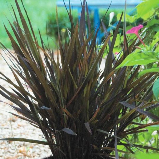 Seminte de flori Oryza Sativa Black Madras