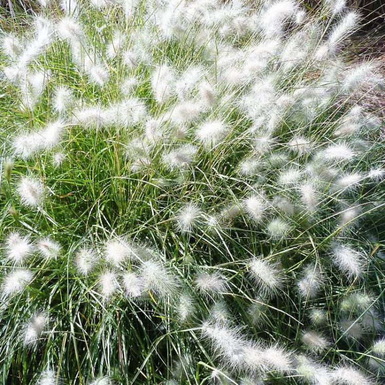 Seminte de flori Pennisetum Villosum
