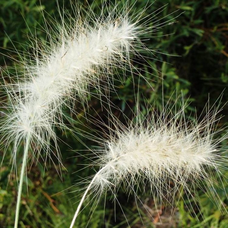 Seminte de flori Pennisetum Villosum