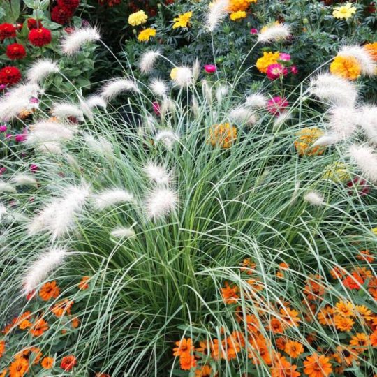 Seminte de flori Pennisetum Villosum