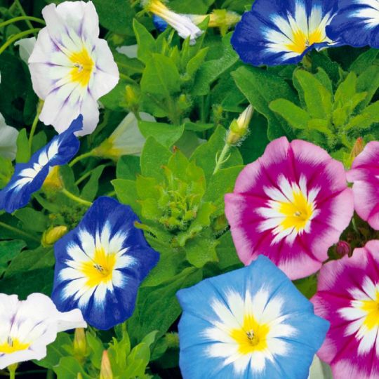 Seminte de flori Convolvulus Tricolor Mixed