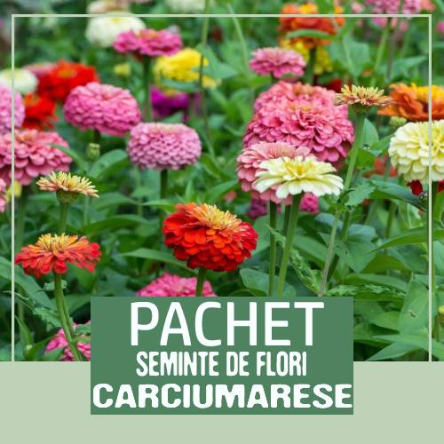 pachet seminte flori la reducere