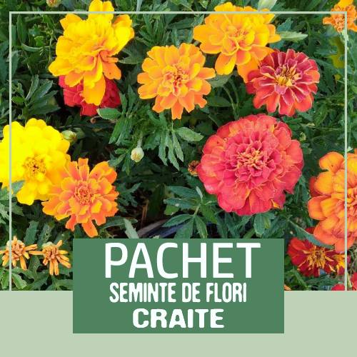 pachet seminte flori la reducere