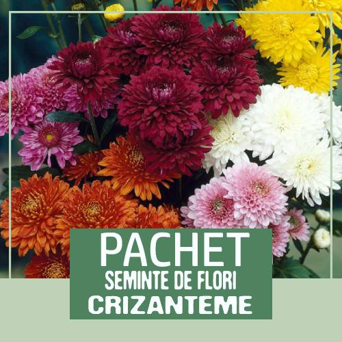 pachet seminte flori la reducere