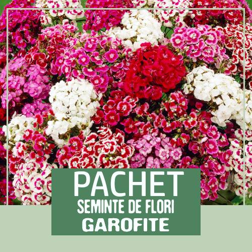 pachet seminte flori la reducere