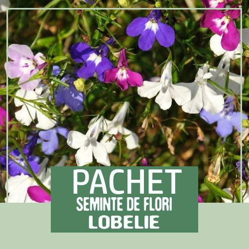 pachet seminte flori la reducere