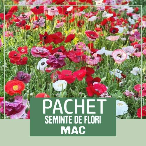 pachet seminte flori la reducere