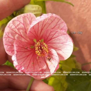 seminte Abutilon marca Agro Group BN