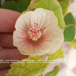 seminte Abutilon marca Agro Group BN
