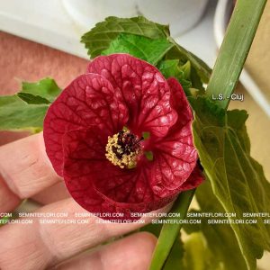 seminte Abutilon marca Agro Group BN