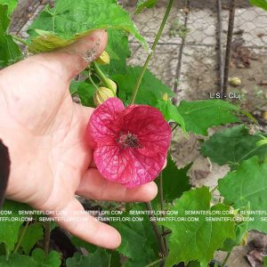 seminte Abutilon marca Agro Group BN