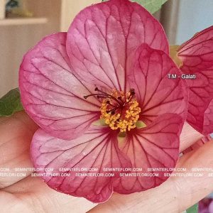 seminte Abutilon marca Agro Group BN