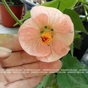 seminte Abutilon marca Agro Group BN