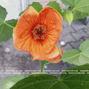 seminte Abutilon marca Agro Group BN