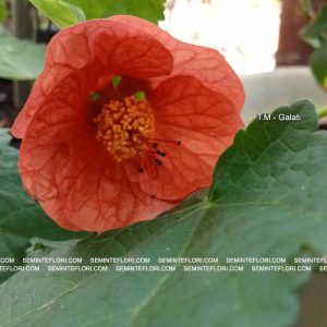 seminte Abutilon marca Agro Group BN