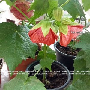 seminte Abutilon marca Agro Group BN