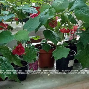seminte Abutilon marca Agro Group BN