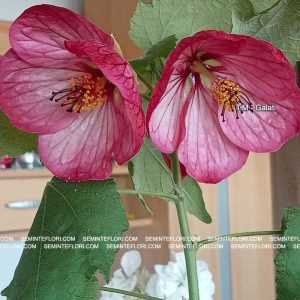 seminte Abutilon marca Agro Group BN