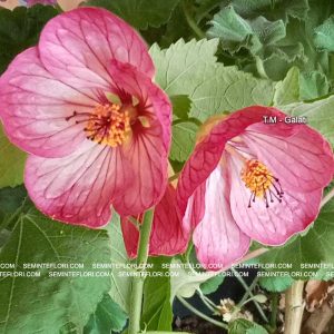 seminte Abutilon marca Agro Group BN
