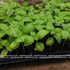 seminte Busuioc Genovez Basil Italiano Classico marca Agro Group BN
