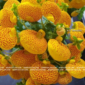 seminte Calceolaria Dainty F1 marca Agro Group BN