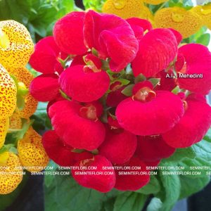 seminte Calceolaria Dainty F1 marca Agro Group BN