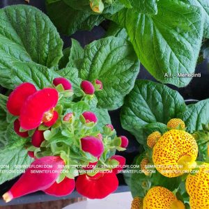 seminte Calceolaria Dainty F1 marca Agro Group BN
