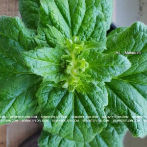 seminte Calceolaria Dainty F1 marca Agro Group BN