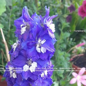 seminte Delphinium Tall Pacific marca Agro Group BN