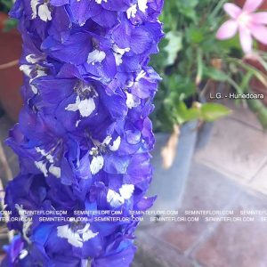 seminte Delphinium Tall Pacific marca Agro Group BN