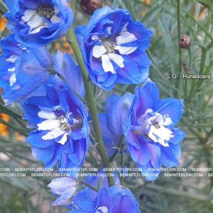 seminte Delphinium Tall Pacific marca Agro Group BN