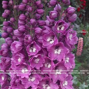 seminte Delphinium Tall Pacific marca Agro Group BN
