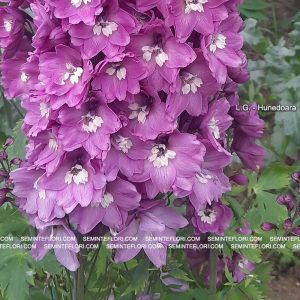 seminte Delphinium Tall Pacific marca Agro Group BN