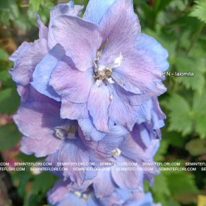 seminte Delphinium Tall Pacific marca Agro Group BN