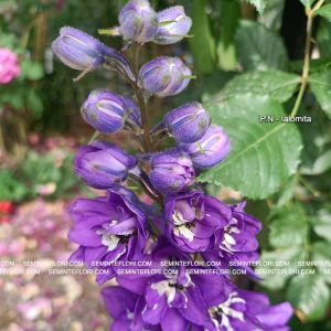 seminte Delphinium Tall Pacific marca Agro Group BN